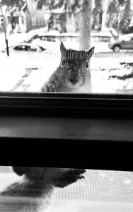 Squirrel looking through window