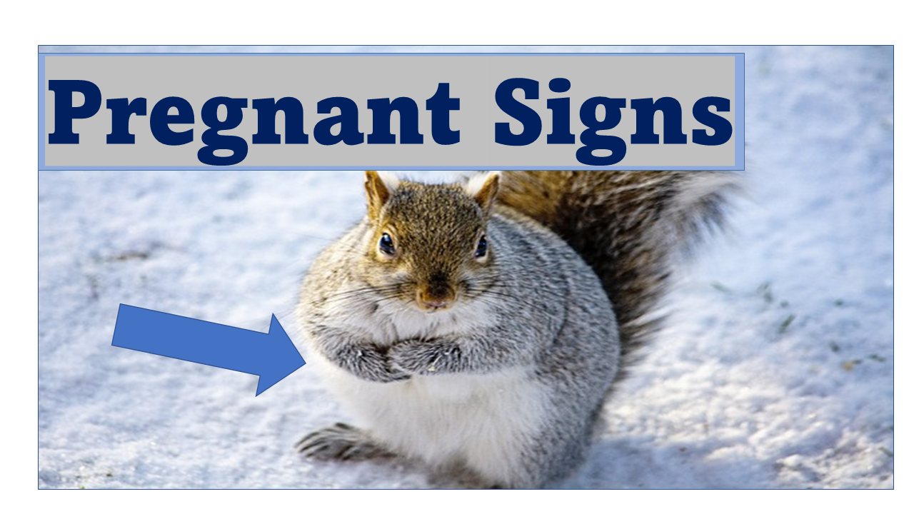 What Does a Pregnant Squirrel Look Like? 3 Pregnancy Signs plus Birth