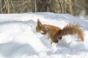 squirrel in winter with little water