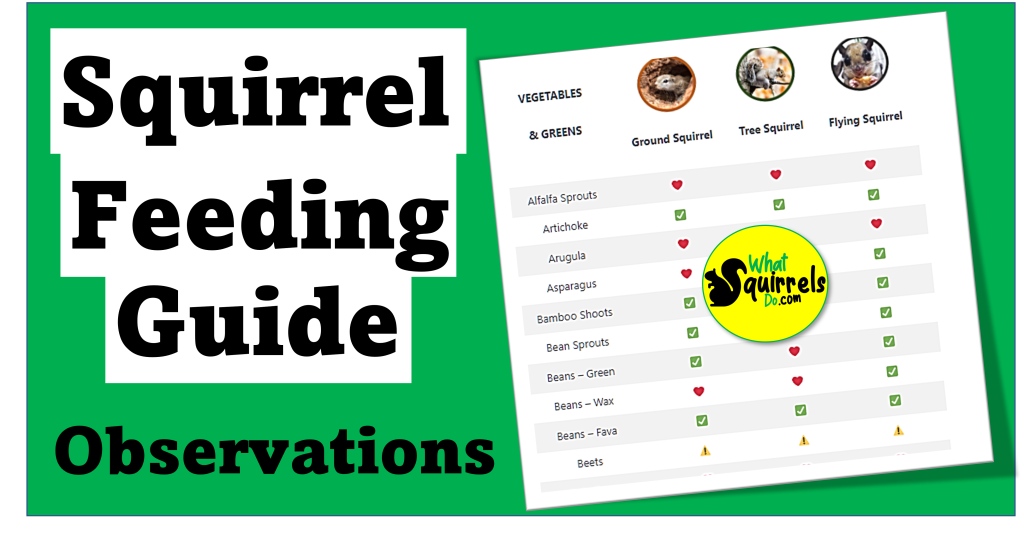 Squirrel Diet Chart At George Tarenorerer Blog Squirrel Diet Chart At George Tarenorerer Blog