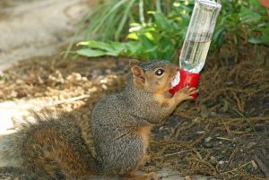 squirrel hydrates at bird feeder