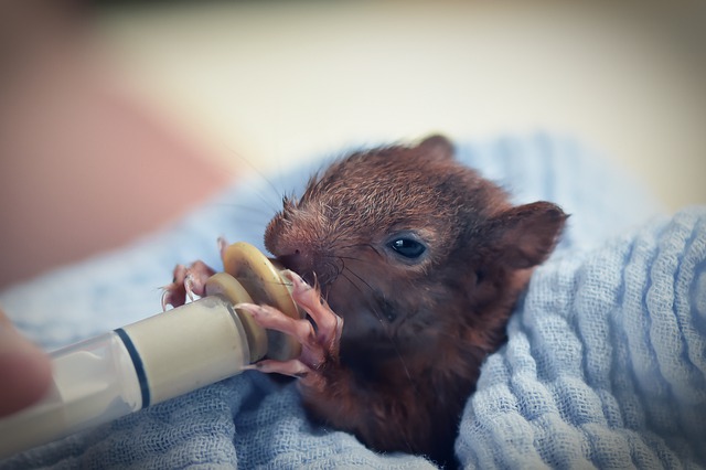 baby squirrel syringe feeding