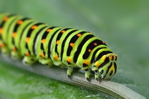 caterpillar on leaf