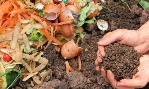 squirrels find calcium in compost piles