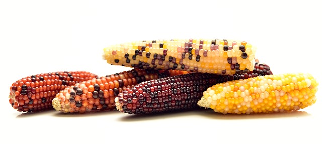 What Kind of Corn Do You Feed the Squirrels? Cracked, Indian, Deer, Cob