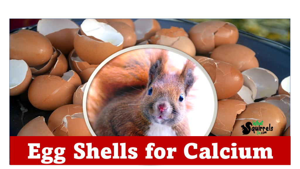 How to prepare egg shells for squirrels to get calcium
