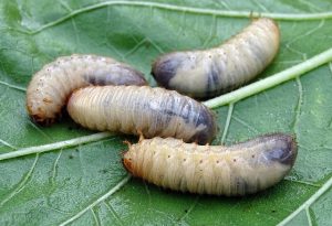 larvae has calcium for wild squirrels 