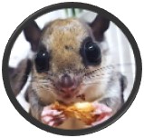 Flying Squirrel Eating