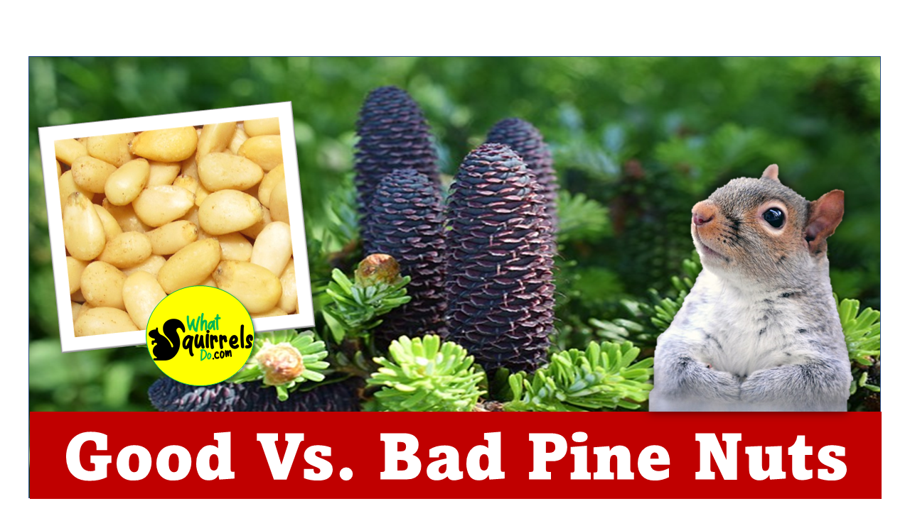 Can Squirrels Eat Pine Nuts? 3 Reasons Store Bought PineNuts Make Bad