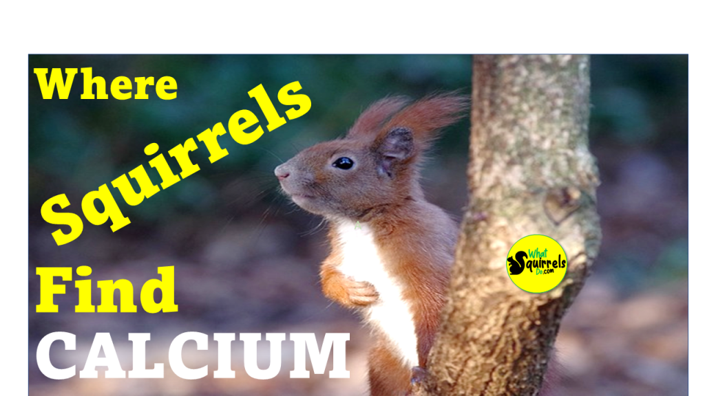 How do Squirrels get Calcium in the Wild Naturally