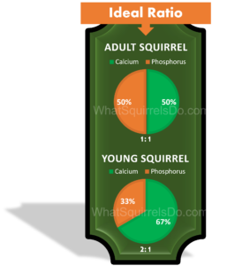 pie chart image of squirrel nutritional needs