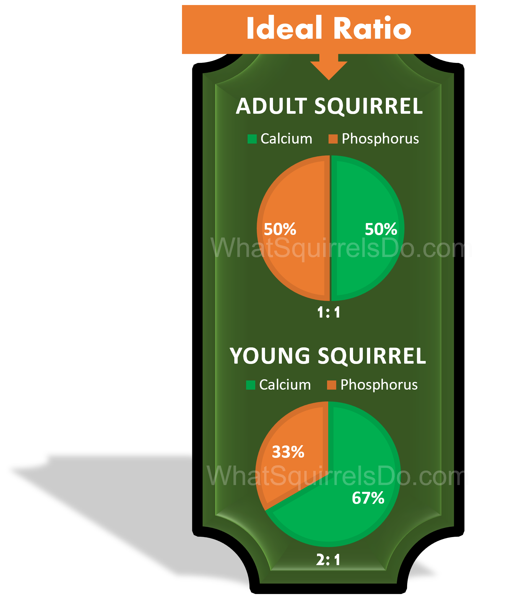 Best & Worst Nuts for Squirrels 30 Nut Types (Ranked Bad to Good) for