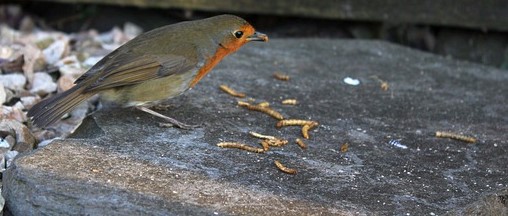 Do Squirrels Eat Mealworms? (Live, Dried & Mealworm Suet) – What