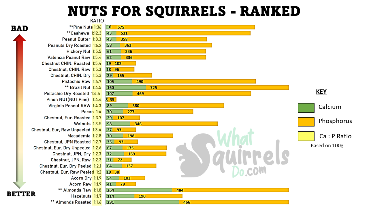 chart of 30 different nuts for squirrels ranked by nutrition