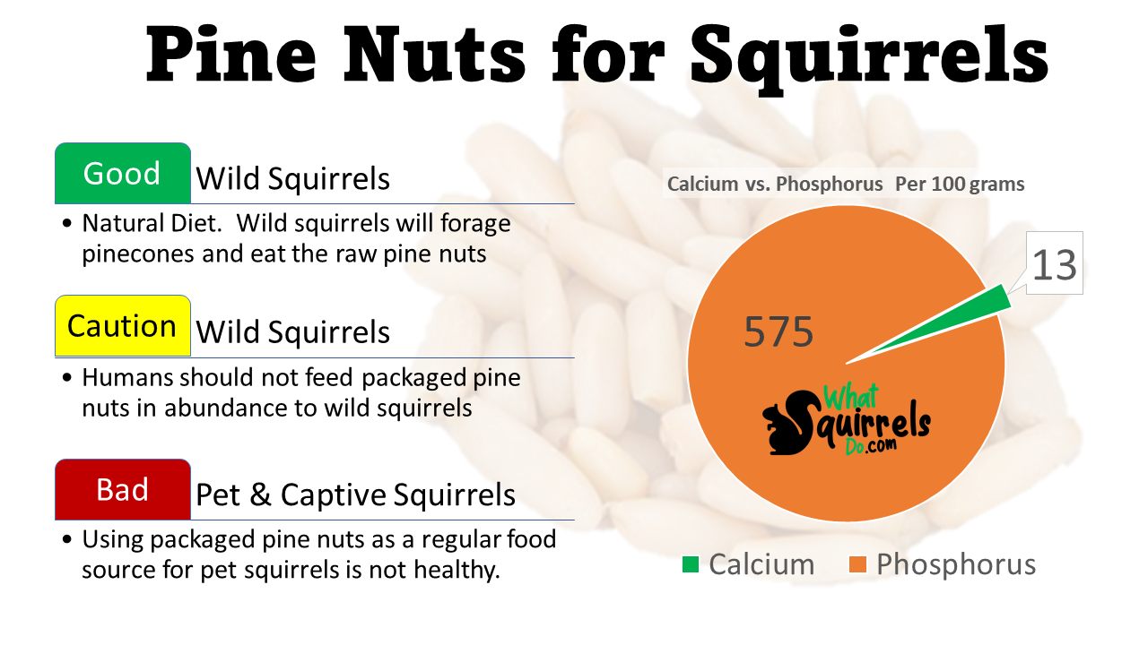 can squirrels eat pine nuts chart pie graph