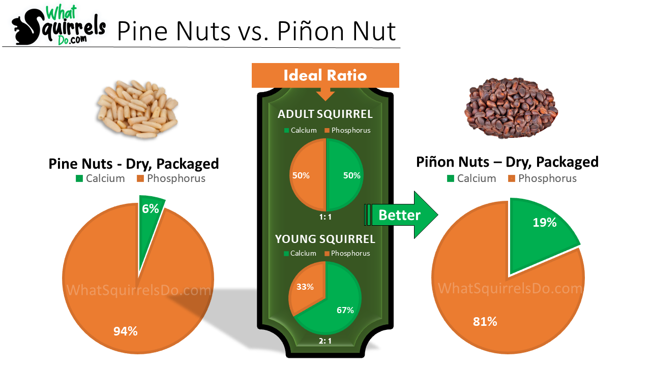 side by side comparison chart of pine nut vs pinon or pinyon