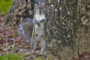 pregnant squirrel belly