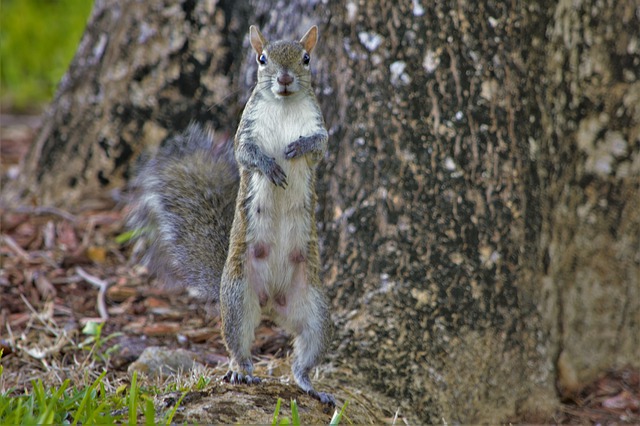 What Does a Pregnant Squirrel Look Like? 3 Pregnancy Signs plus Birth