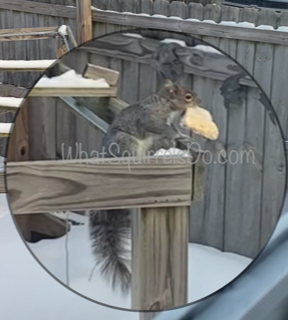 Squirrel with Frozen suet Block