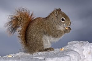 cracked corn for squirrels