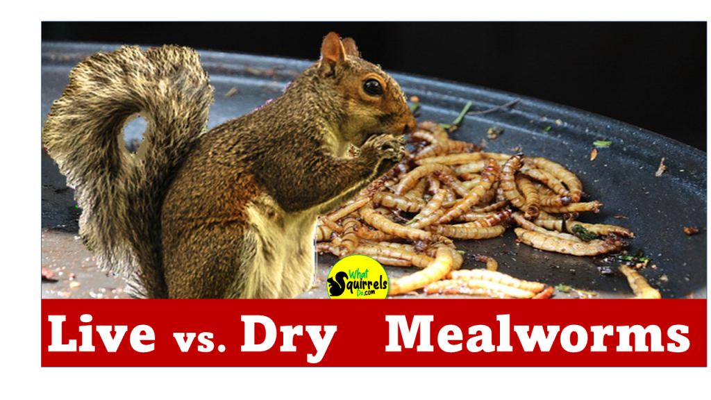 Do Squirrels eat mealworms live or dry