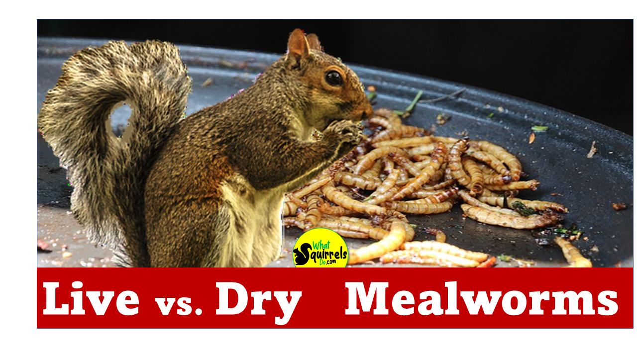 Do Squirrels Eat Mealworms? (Live, Dried & Mealworm Suet) – What