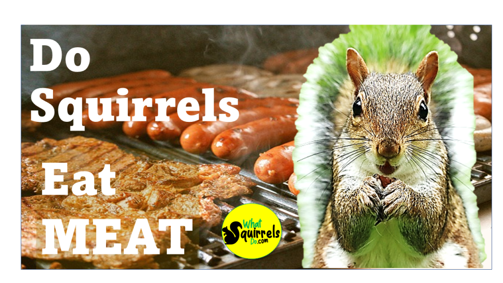 Do Squirrels Eat Meat? Birds, Eggs, Bugs, Cicadas, SNAKES? – What Squirrels  Do