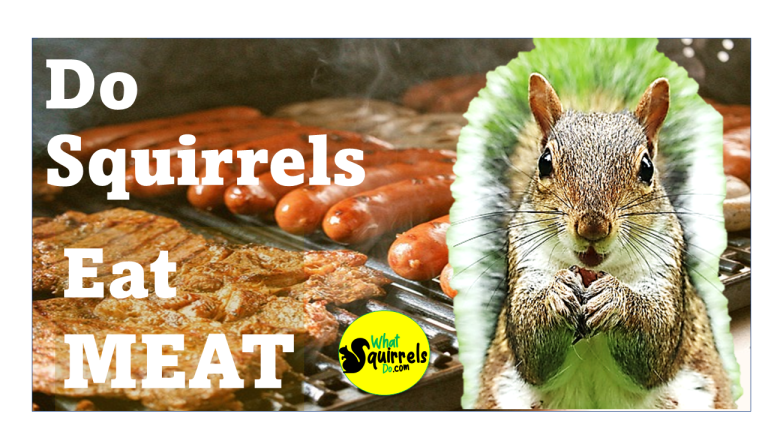 Do Squirrels Eat Meat? Birds, Eggs, Bugs, Cicadas, SNAKES? – What