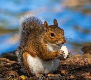 squirrel eating cheese