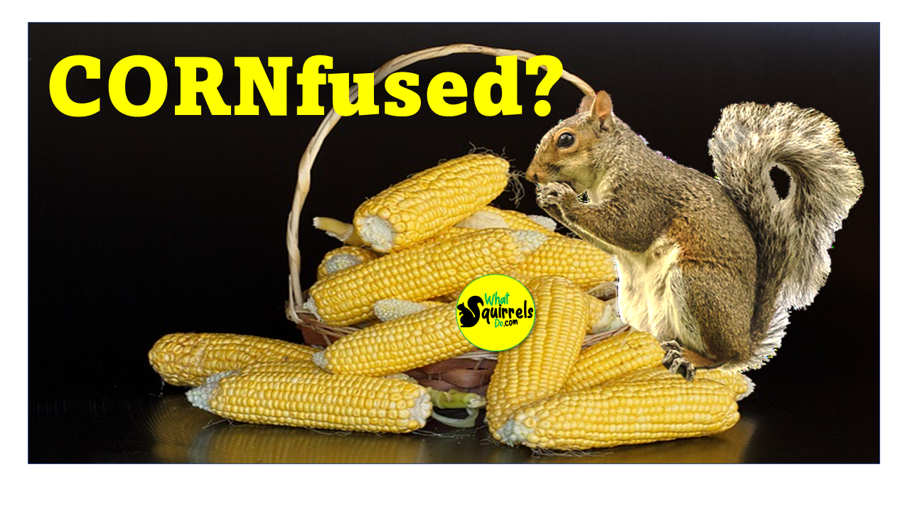 What Kind of Corn Do You Feed the Squirrels? Cracked, Indian, Deer, Cob