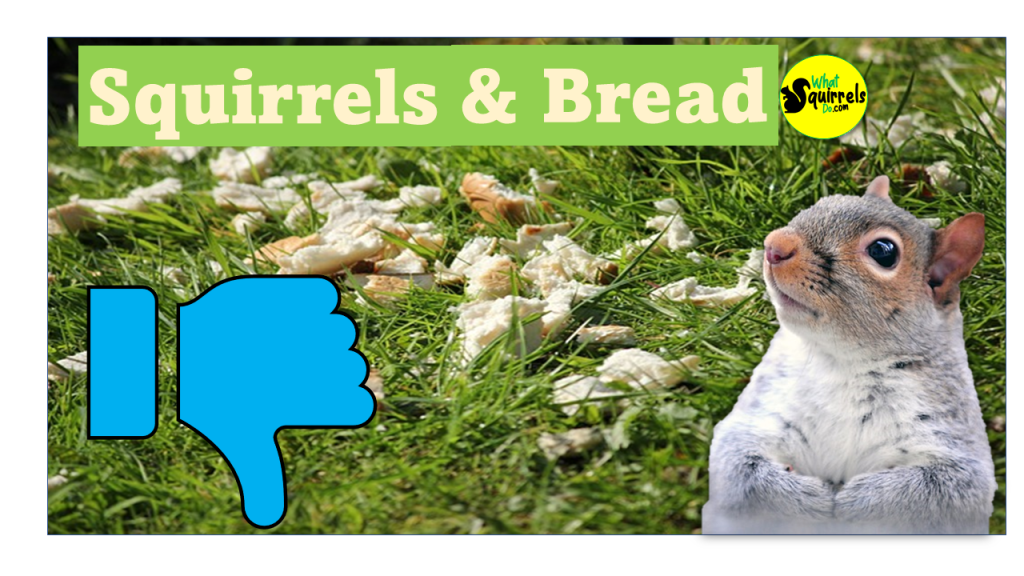 is bread bad for squirrels