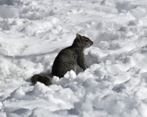 give squirrels water in winter