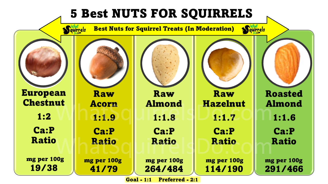 top 5 nuts for squirrels with nutritional data