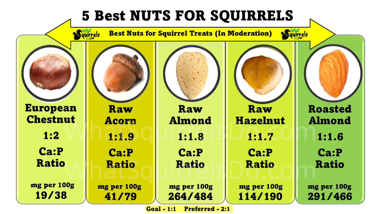 best-worst-nuts-for-squirrels-30-nut-types-ranked-bad-to-good-for