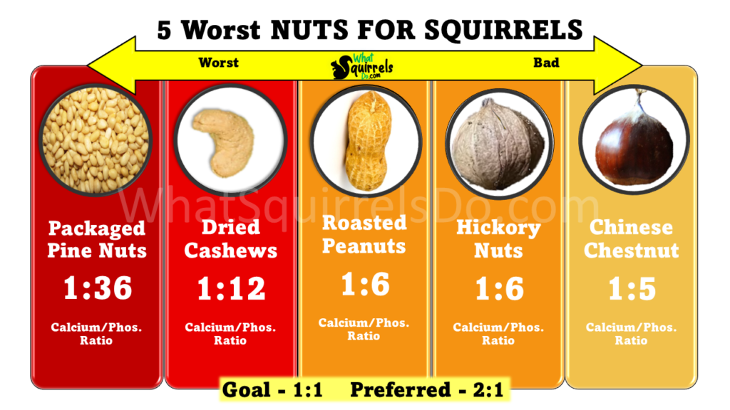 5 Bad Nuts for Squirrel Nutrition