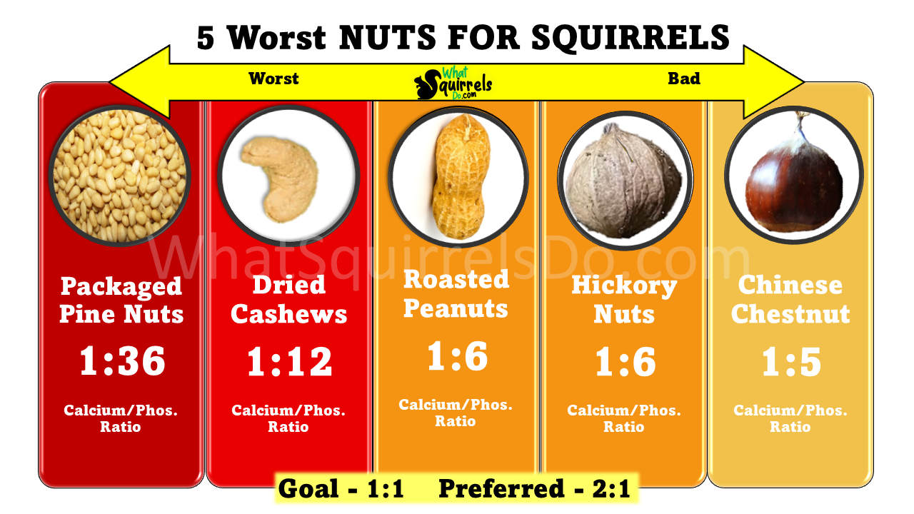 Best & Worst Nuts for Squirrels 30 Nut Types (Ranked Bad to Good) for