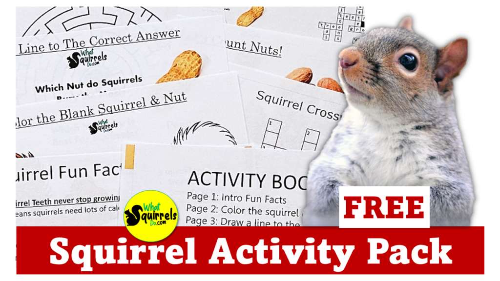 Free activity pack for kids about squirrels