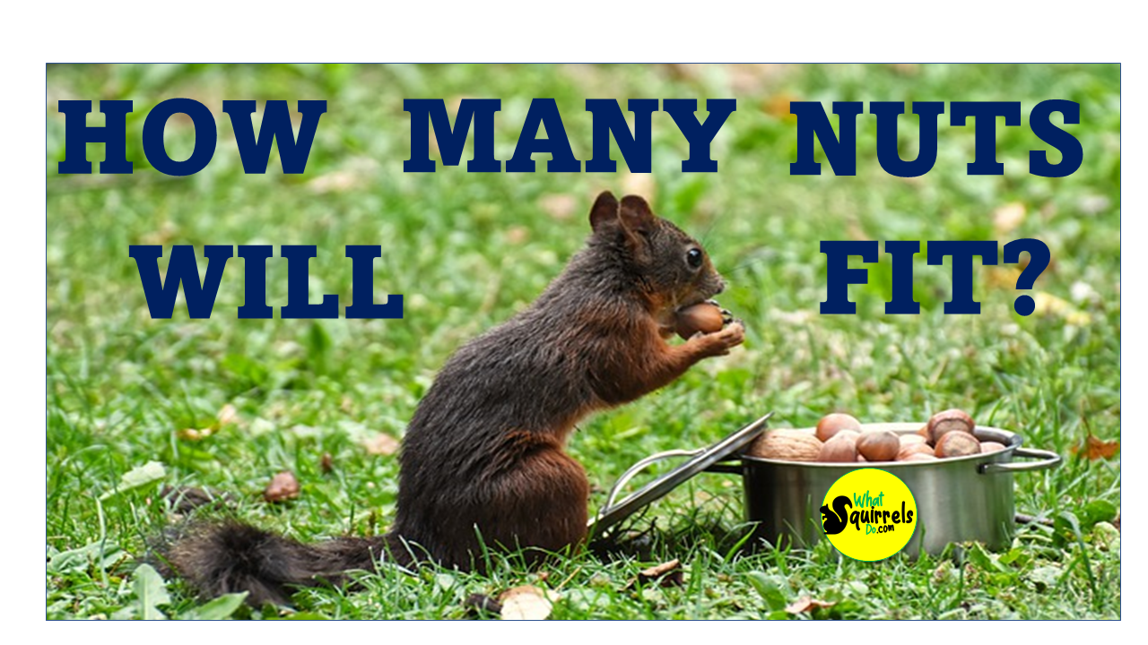 How Many Nuts Can a Squirrel Hold in its Mouth? Cheek Capacity Acorns