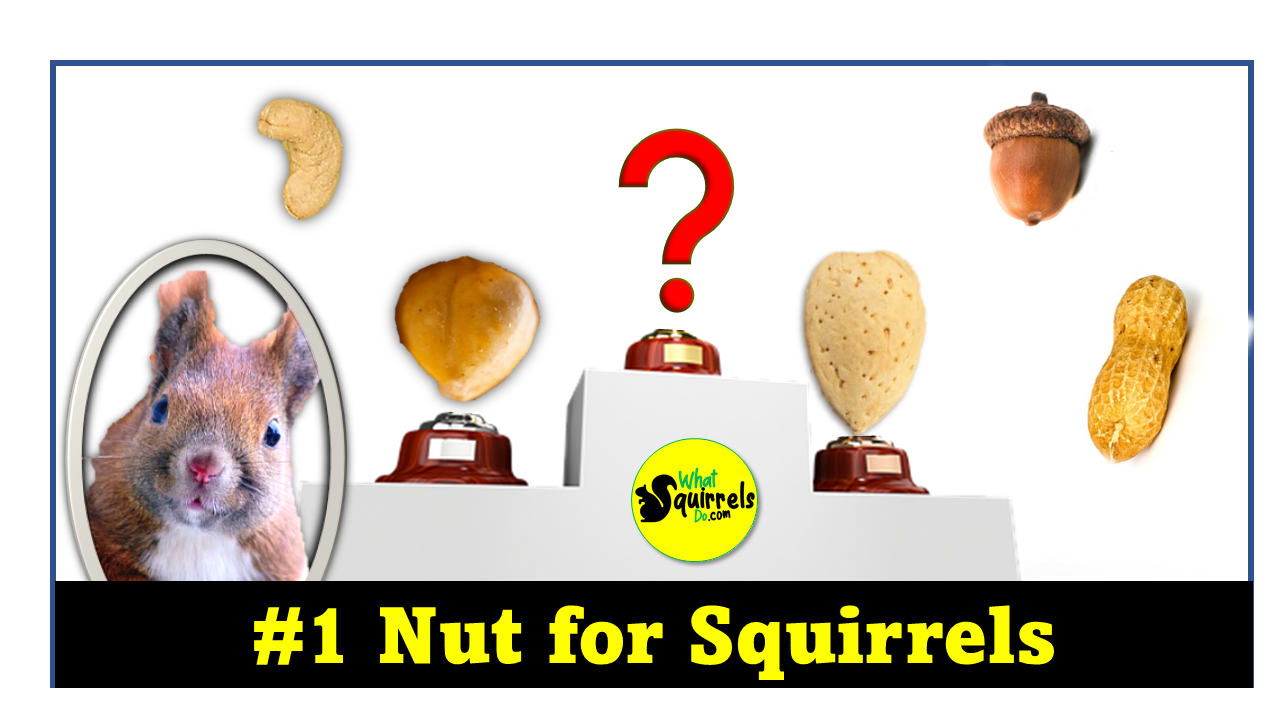 Best & Worst Nuts for Squirrels: 30 Nut Types (Ranked Bad to Good) for