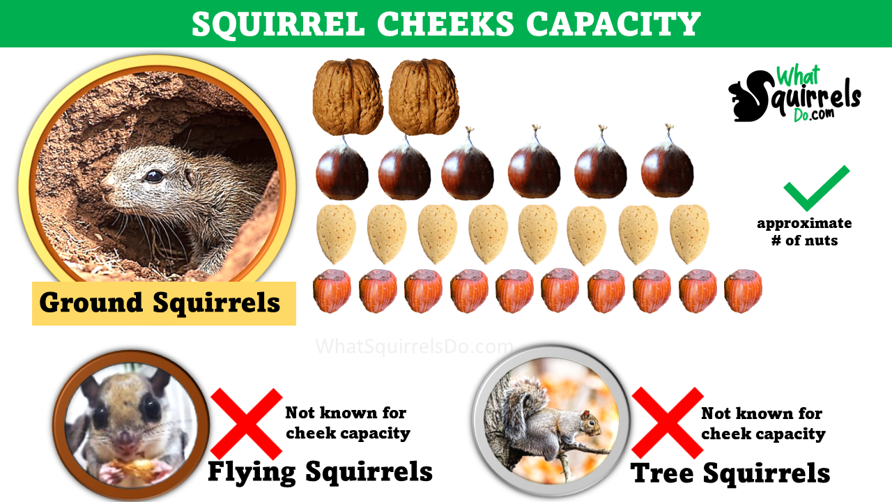 how many nuts a squirrel can carry in its mouth at one time