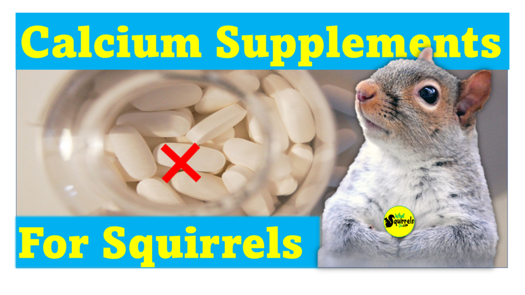 best squirrel calcium supplement