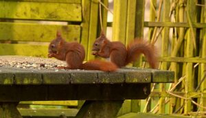 squirrels remember food sources