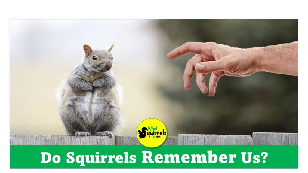 Do squirrels remember you or humans