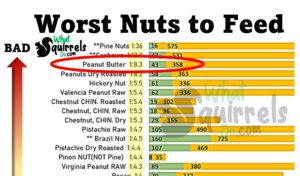 can squirrels have peanut butter chart