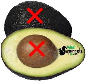 use avocado as peanut butter alternative for squirrel treats