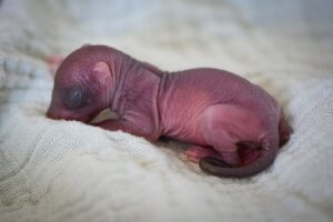 image of baby squirrel newborn