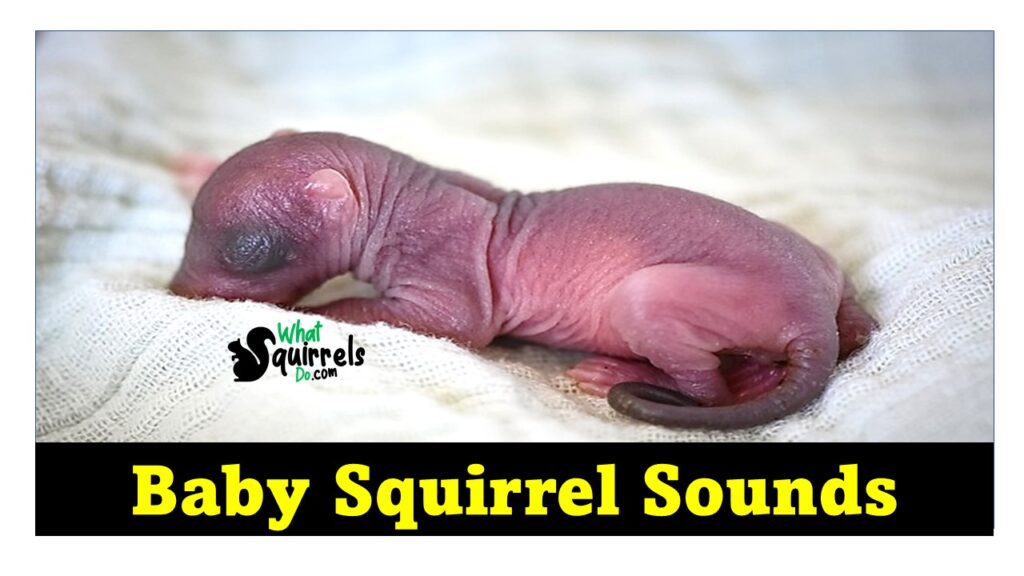 what baby squirrels sound like