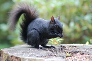 black squirrels gene variant