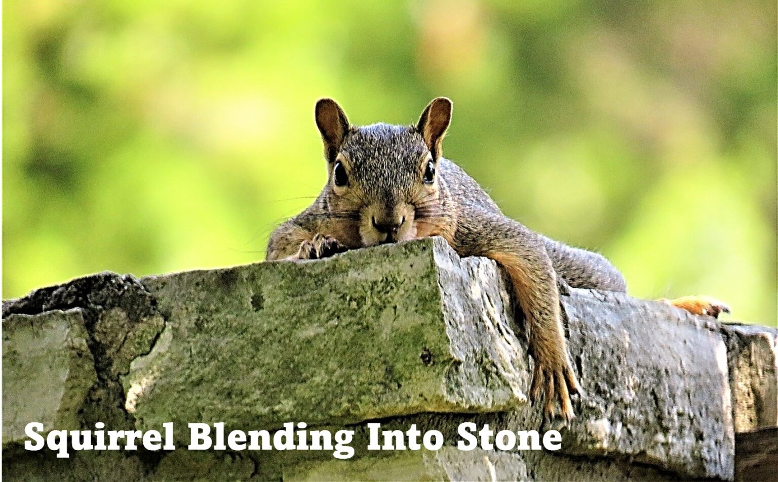 Do Squirrels Play Dead or Stay Still? How they Evade Predators (Video