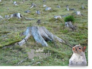 squirrels tree gets chopped down